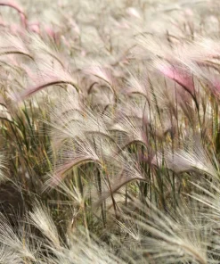 40 Foxtail Barley Ornamental Grass Seeds - Hordeum Jubatum for Gardens - Image 3