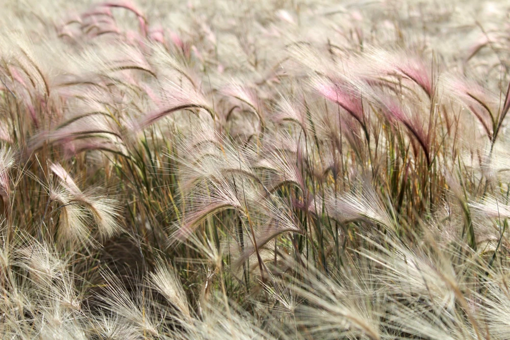 40 Foxtail Barley Ornamental Grass Seeds - Hordeum Jubatum for Gardens - Image 3