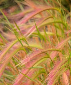 40 Foxtail Barley Ornamental Grass Seeds - Hordeum Jubatum for Gardens - Image 4