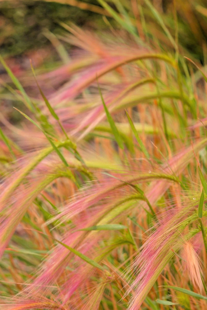 40 Foxtail Barley Ornamental Grass Seeds - Hordeum Jubatum for Gardens - Image 4