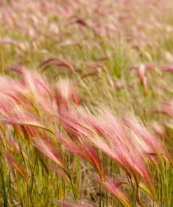 40 Foxtail Barley Ornamental Grass Seeds - Hordeum Jubatum for Gardens - Image 5