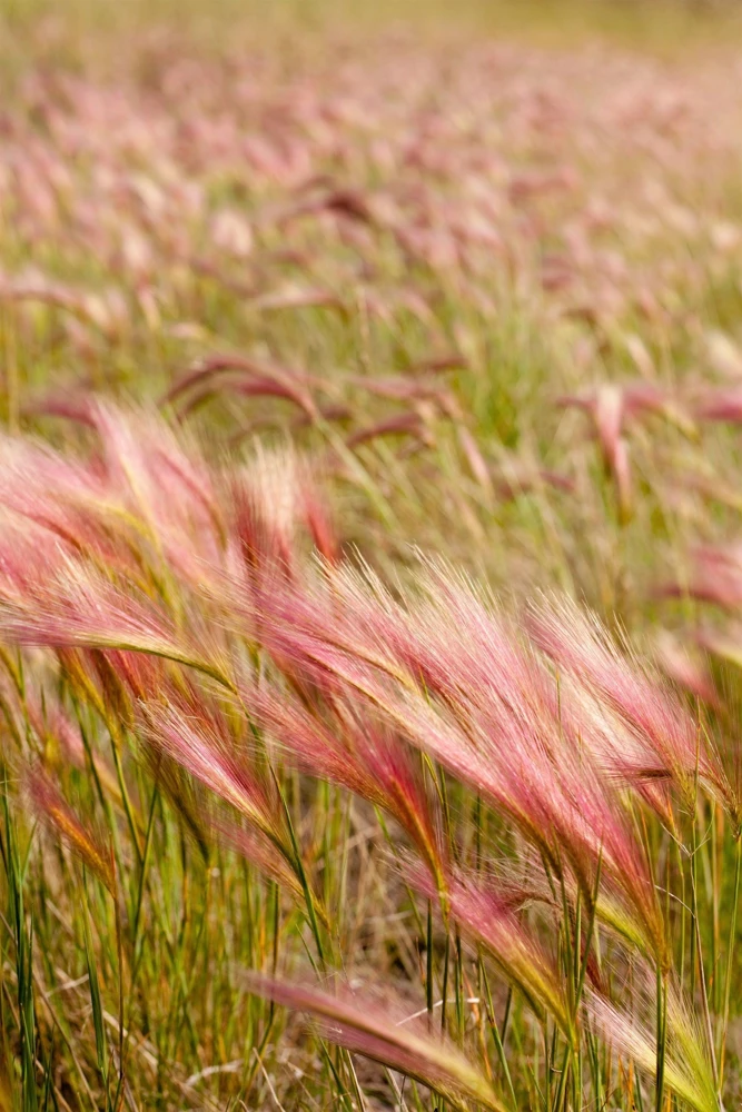 40 Foxtail Barley Ornamental Grass Seeds - Hordeum Jubatum for Gardens - Image 5