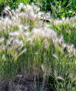 40 Foxtail Barley Ornamental Grass Seeds - Hordeum Jubatum for Gardens - Image 6