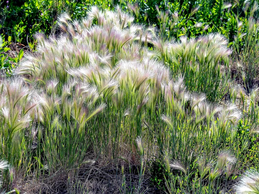 40 Foxtail Barley Ornamental Grass Seeds - Hordeum Jubatum for Gardens - Image 6