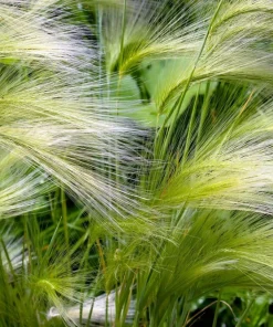 40 Foxtail Barley Ornamental Grass Seeds - Hordeum Jubatum for Gardens - Image 7