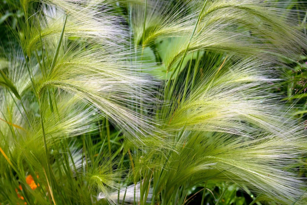 40 Foxtail Barley Ornamental Grass Seeds - Hordeum Jubatum for Gardens - Image 7