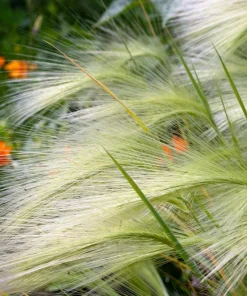 40 Foxtail Barley Ornamental Grass Seeds - Hordeum Jubatum for Gardens - Image 8