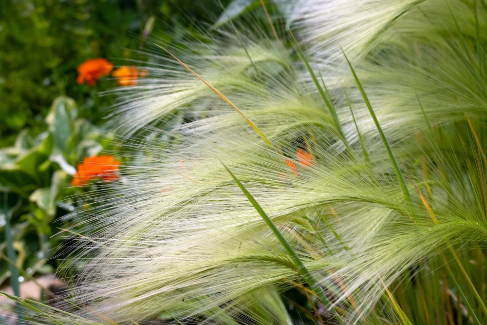 40 Foxtail Barley Ornamental Grass Seeds - Hordeum Jubatum for Gardens - Image 8