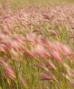 40 Foxtail Barley Ornamental Grass Seeds - Hordeum Jubatum for Gardens - Image 9