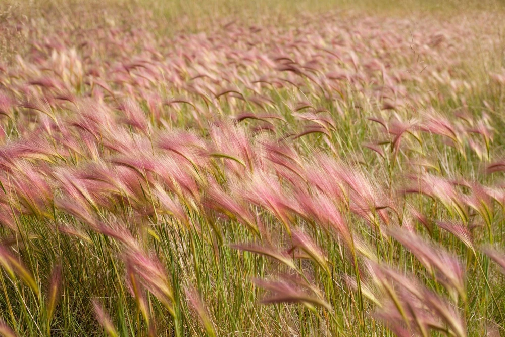 40 Foxtail Barley Ornamental Grass Seeds - Hordeum Jubatum for Gardens - Image 9