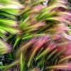 40 Foxtail Barley Ornamental Grass Seeds - Hordeum Jubatum for Gardens - Image 1