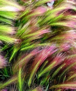 40 Foxtail Barley Ornamental Grass Seeds - Hordeum Jubatum for Gardens - Image 1