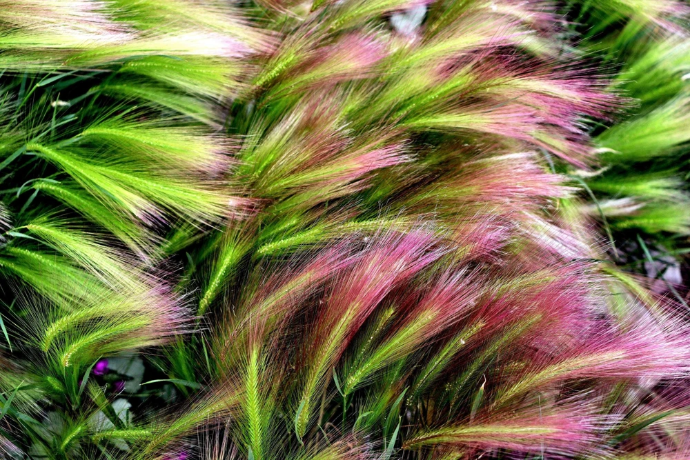 40 Foxtail Barley Ornamental Grass Seeds - Hordeum Jubatum for Gardens - Image 1