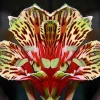 40 Lily Flower Seeds - Fresh & Ready to Grow Flowering Plants - Image 1
