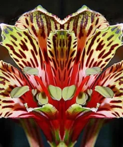 40 Lily Flower Seeds - Fresh & Ready to Grow Flowering Plants - Image 1