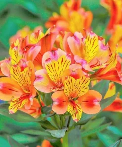 40 Lily Flower Seeds - Grow Beautiful Flowering Lilies - Image 1