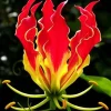 40 Lily Flower Seeds Much Less Money Than Bulbs - Image 1