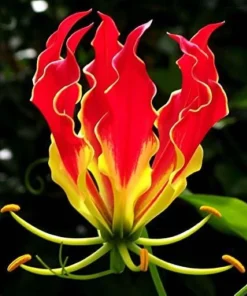 40 Lily Flower Seeds Much Less Money Than Bulbs - Image 1