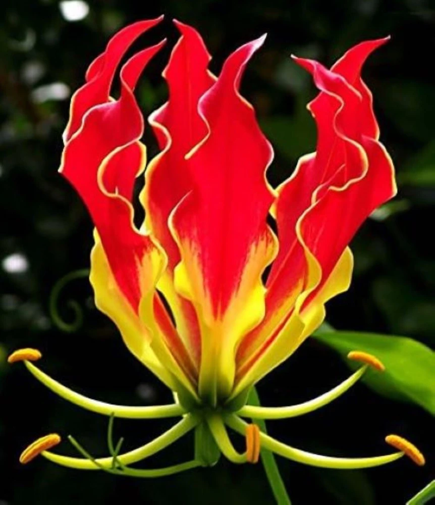 40 Lily Flower Seeds - Vibrant, Flowering, Easy to Grow - Image 1