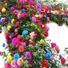 40 Mixed Colors Climbing Rose Seeds - Beautiful Flowering Plant - Image 1