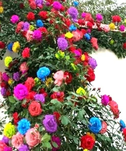 40 Mixed Colors Climbing Rose Seeds - Beautiful Flowering Plant - Image 1