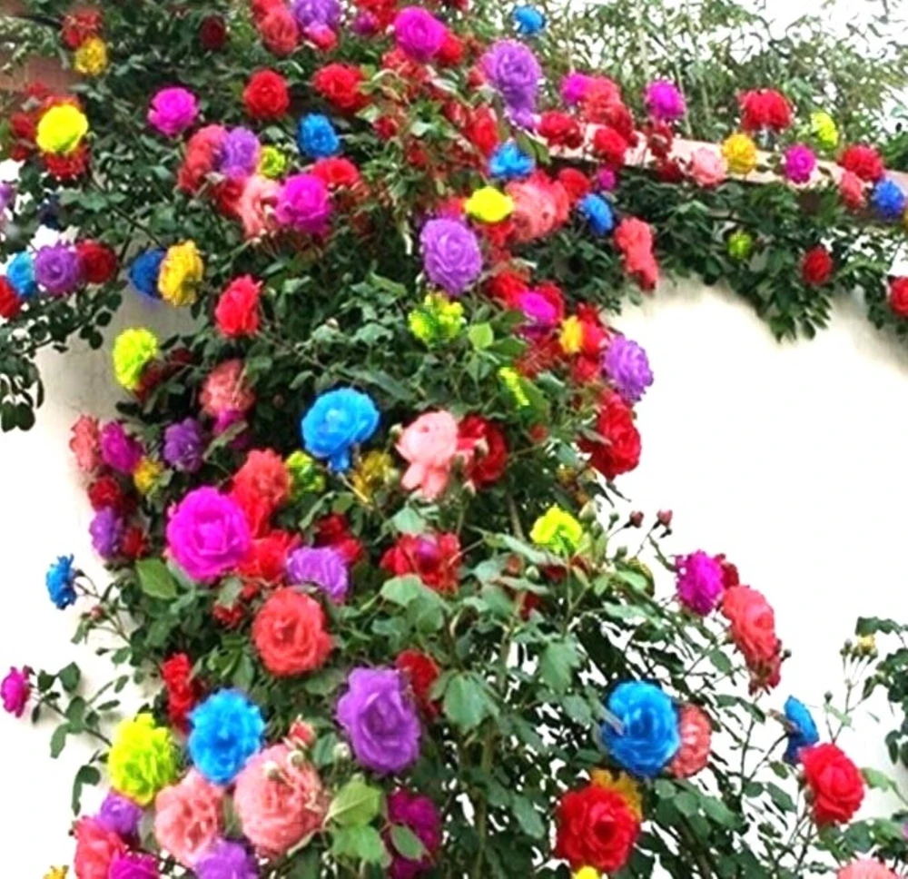 40 Mixed Colors Climbing Rose Seeds - Beautiful Flowering Plant - Image 1
