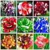 40 Mixed Colors Dragon Rose Seeds – Beautiful Flowering Plant Seeds for Garden - Image 1