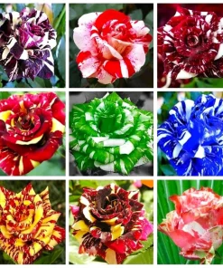 40 Mixed Colors Dragon Rose Seeds – Beautiful Flowering Plant Seeds for Garden - Image 1