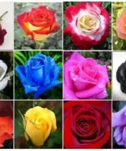 40 Mixed Colors Rose Seeds Beautiful Flower Plant - Image 2