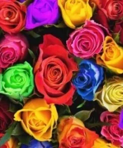 40 Mixed Colors Rose Seeds - Beautiful Flowering Plant Seeds for Garden - Image 2