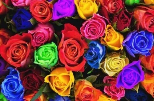 40 Mixed Colors Rose Seeds – Beautiful Flowering Plant Seeds for Garden - Image 2