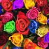 40 Mixed Colors Rose Seeds - Beautiful Flowering Plant Seeds - Image 1