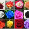40 Mixed Colors Rose Seeds – Beautiful Flowering Plant Seeds for Garden - Image 1