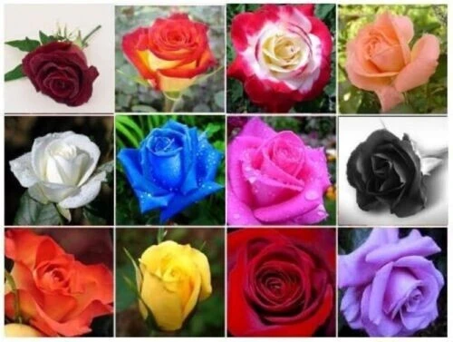 40 Mixed Colors Rose Seeds – Beautiful Flowering Plant Seeds for Garden - Image 1