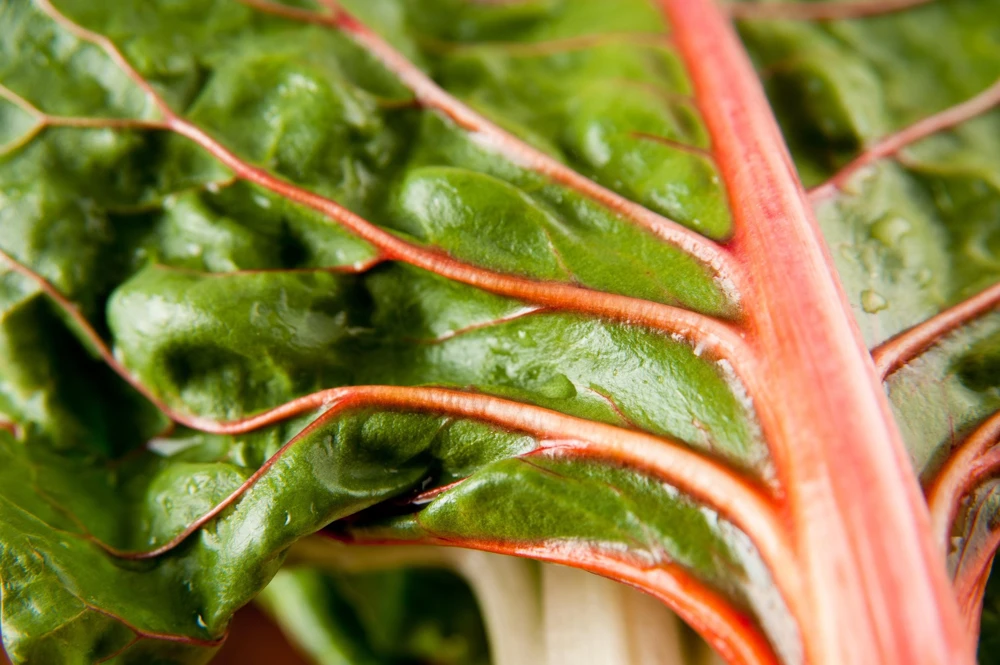 40 Pink Flamingo Swiss Chard Seeds - Beta Vulgaris Vegetable Garden - Image 2
