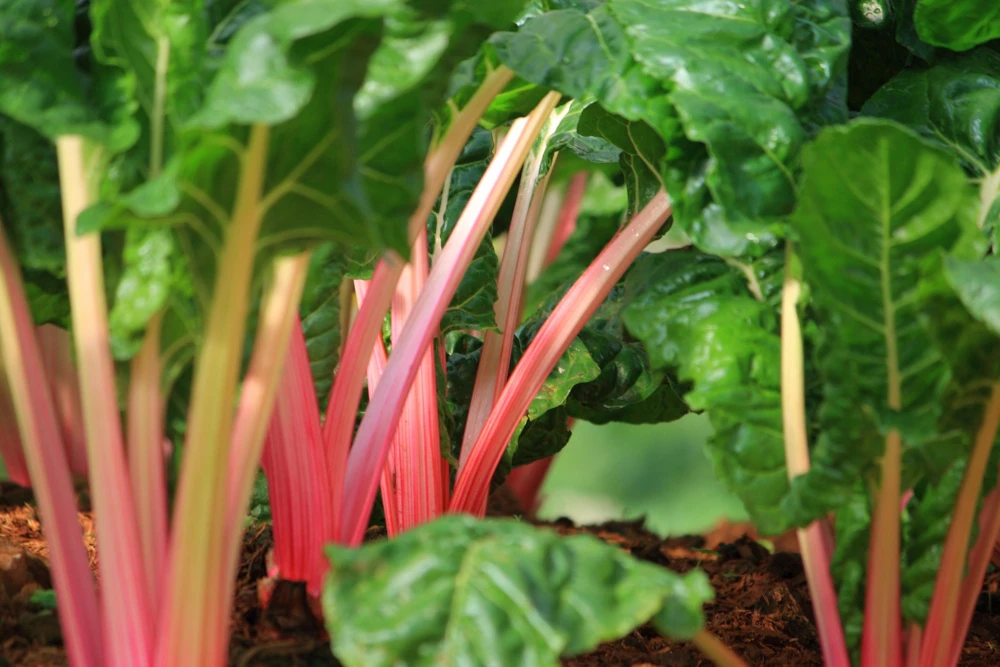 40 Pink Flamingo Swiss Chard Seeds - Beta Vulgaris Vegetable Garden - Image 3