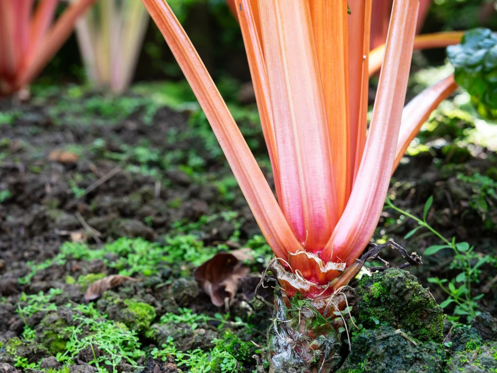 40 Pink Flamingo Swiss Chard Seeds - Beta Vulgaris Vegetable Garden - Image 4