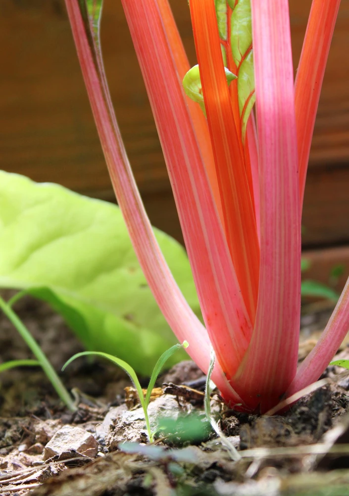 40 Pink Flamingo Swiss Chard Seeds - Beta Vulgaris Vegetable Garden - Image 8