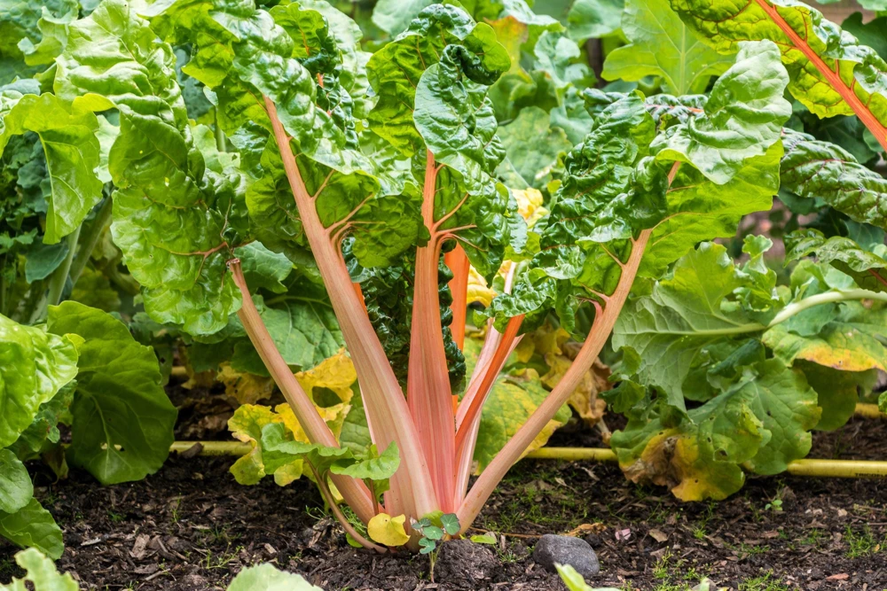 40 Pink Flamingo Swiss Chard Seeds - Beta Vulgaris Vegetable Garden - Image 1