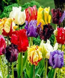 40 Tulip Seeds Mixed Colors - Easy Grow Flowering Garden Seeds - Image 1