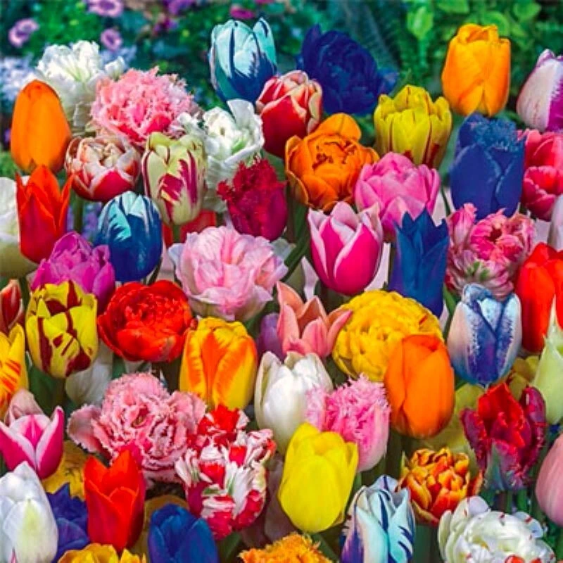 40 Tulip Seeds Mixed Colors - Easy Grow Flowering Garden Seeds - Image 1