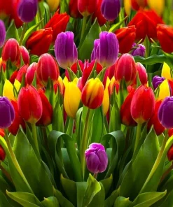 40 Tulip Seeds Mixed Colors - Easy Grow Flowering Plant Seeds - Image 1