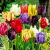 40 Tulip Seeds Mixed Colors - Flowering Plant Seeds for Garden - Image 1