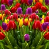 40 Tulip Seeds Mixed Colors - Flowering Plant Seeds for Garden - Image 1