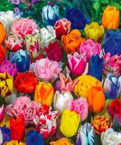 40 Tulip Seeds Mixed Colors - Flowering Plant Seeds for Garden - Image 1