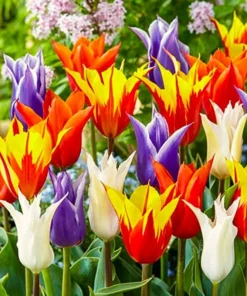 40 Tulip Seeds Mixed Colors - Fresh Flowering Bulbs for Garden - Image 1