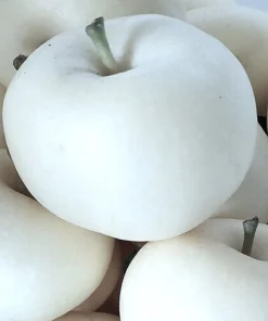 40 White Ghost Apple Tree Seeds - Edible Fruit Seeds - Image 1