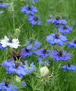 400 Blue & White Love in a Mist Nigella Damascena Flower Seeds - Image 10