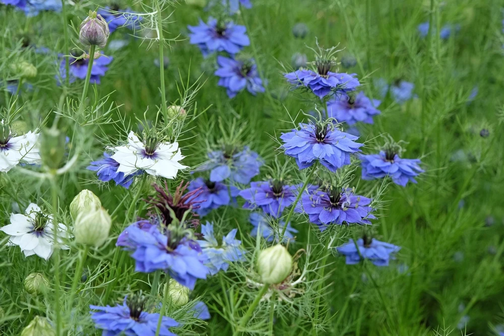 400 Blue & White Love in a Mist Nigella Damascena Flower Seeds - Image 10