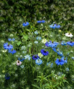 400 Blue & White Love in a Mist Nigella Damascena Flower Seeds - Image 11